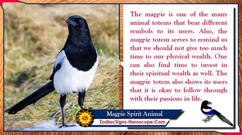 black billed magpie spiritual meaning|What does a black.